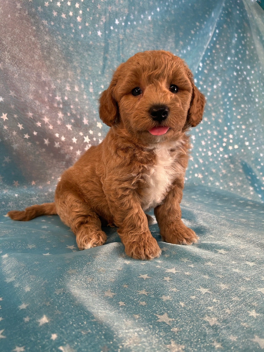 Male Bichon Poo Pup for Sale DOB 5-29-2024 $1200